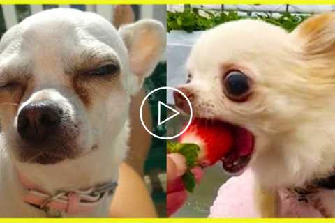 Chihuahuas the CUTEST and FUNNIEST Dog - Your day will be Filled with Laughter with FUNNY CHIHUAHUA