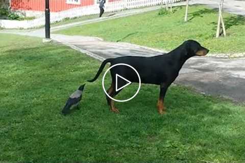 Funny DOGS BIRDS that will KILL YOUR STRESS! Funniest Pets Video