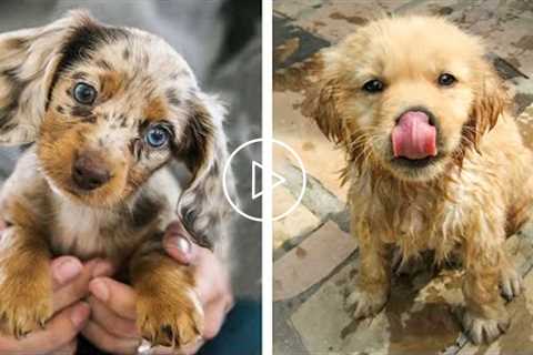 OMG CUTE BABY ANIMALS Videos Compilation CUTEST moment of the animals ? Cute Puppies #10