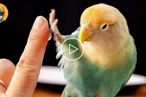 Smart And Funny Parrot Talking Videos Compilation | Pets House