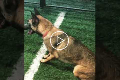 Dog Does IMPRESSIVE Dive #shorts