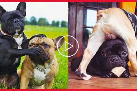 Cutest French Bulldog? - Funny and Cute French Bulldog Puppies Compilation