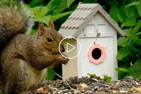 Tree Sparrow's, Squirrels, Chipmunks - August 4, 2021