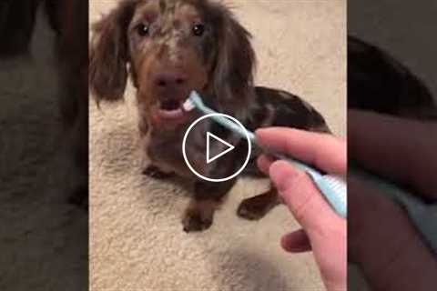 Adorable Puppy Gets Teeth Brushed #shorts