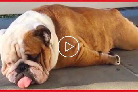 Bulldogs Are Awesome - Funny and Cute English Bulldog Doing Funny Things