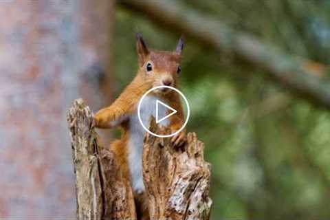 Chipmunk and Squirrel - Backyard Lookout - August 3, 2021