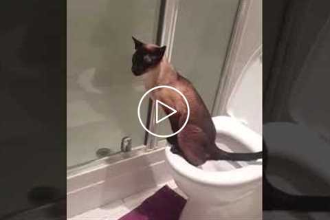 Cat Uses Toilet Like A Person #shorts