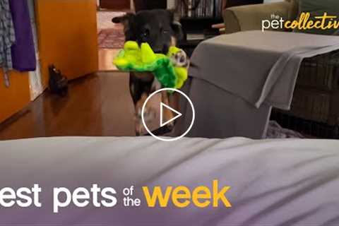 Doggo Toy Story | Best Pets of the Week