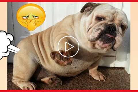 Wanna forget all Sad Feelings!! Watching This Funny Dog Videos, You Will Laugh All Day?