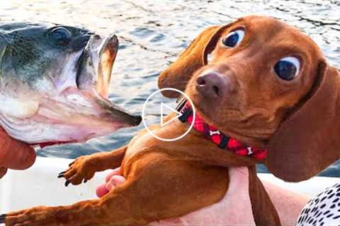 Best Funny Animal Videos Of The Month - Cute ? Dogs And ? Cats Reactions