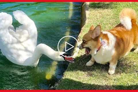 You will Laugh Insanely at These Funny Dogs Meeting Cute Other Animals| Funny Dogs video?