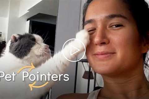 Pet Pointers: Raising A Happy Cat