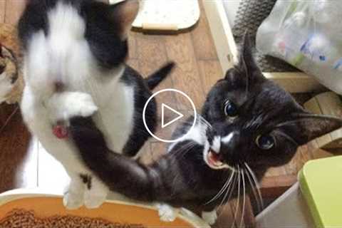 Funny Cats Fight Compilation - Try Not To Laugh | Pets House