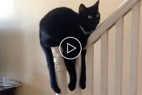 This Cat Is Broken | Funny Pet Videos