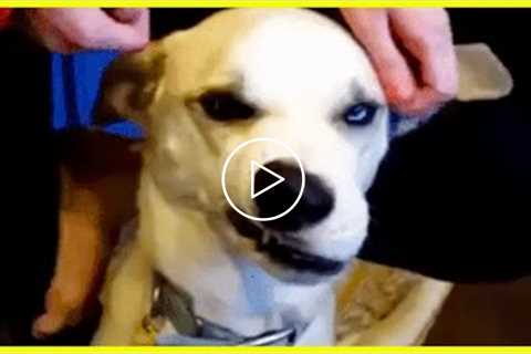 Animals in our lives make everyday a bit better!! - THE BEST CUTE AND FUNNY ANIMAL VIDEOS