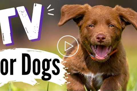 TV for Dogs! Fun Entertainment for Dogs | Dogs RUNNING ? ?