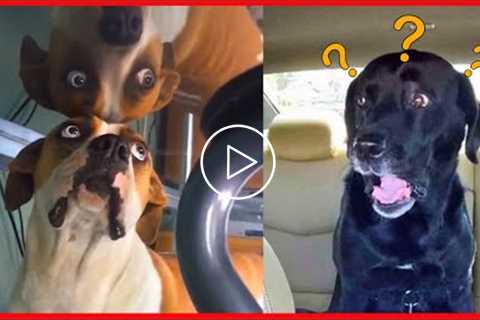 These Dogs Have One Thing In Common, They Will Make You Laugh?