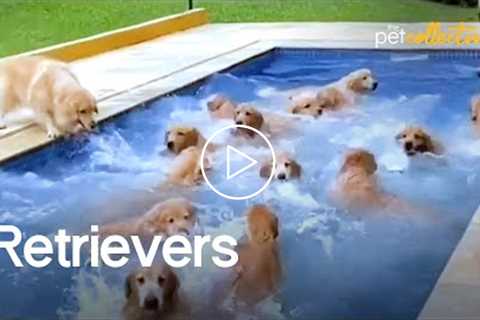 Retrievers