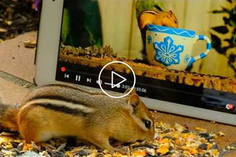 Handsome Nature for Chipmunks for CATS - August 9, 2021