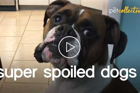 The World's Most Spoiled Dogs