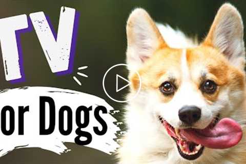 TV For Dogs | Videos For Dogs To Watch | Dogs Outside ? | 4K