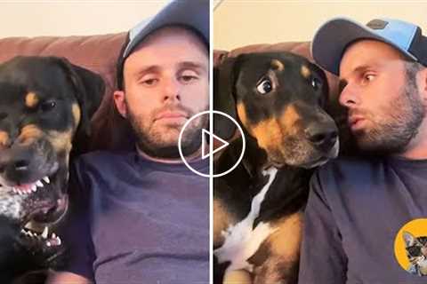 Dogs Actually Understand What You're Saying- Funny Pets Reaction| Pets House