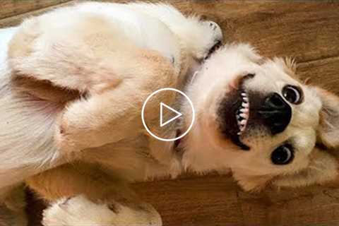 Funny DOG Videos that Make Me Burst Into Tears Laughing ? ?