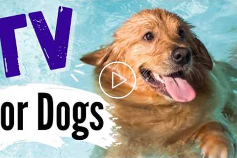 TV For Dogs | Videos For Dogs To Watch | Dogs In Water ? | 4K | Entertain Your Dog