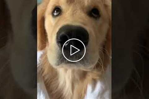 Golden Retriever Likes to Fart #shorts