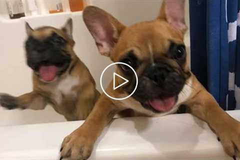 ?Funny and Cute Dog Videos 2021? - ? It's time to LAUGH with Dog's