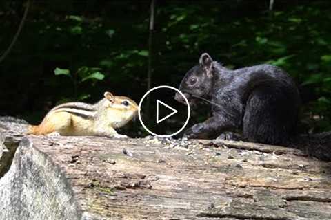 Fallen Tree Feeder - Chipmunks & Squirrels - August 12, 2021