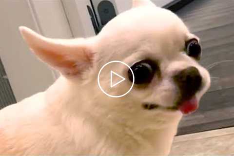 Angry Chihuahuas Are Hilariously Cute | Funny Pet Videos