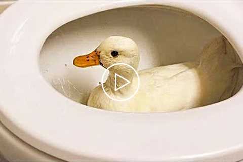 Do You Know Ducks Are This Funny ? ? Cute Duck Video