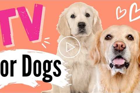 TV For Dogs | Videos For Dogs To Watch | Watch Golden Retriever Puppies Grow ?