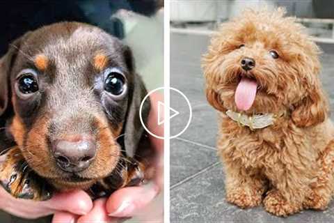 OMG CUTE BABY ANIMALS Videos Compilation CUTEST moment of the animals ? Cute Puppies #13