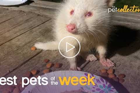 Hungry Critters | Best Pets of the Week