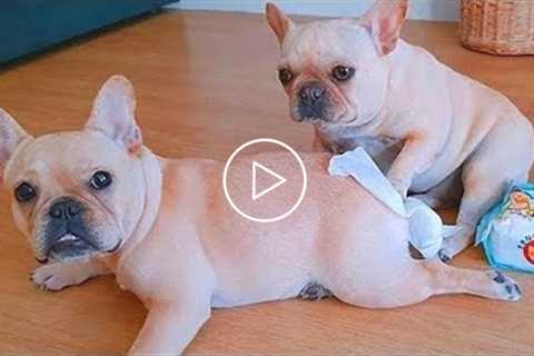 Funny And Cute Animals You Can't Watch Without Laughing ??