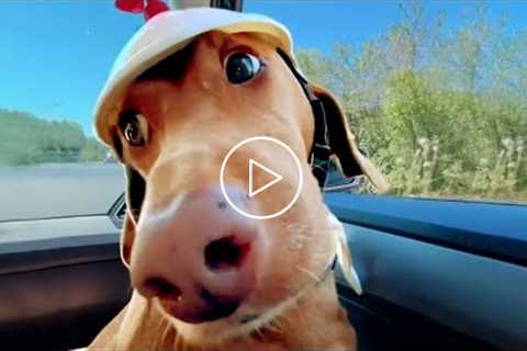 Dog Has Fun on Another Level | Funny Pet Videos