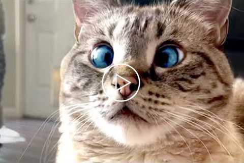 Cross Eyed Cat Is Adorable | Funny Pet Videos