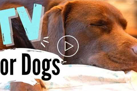 TV For Dogs | Videos For Dogs To Watch | Dogs Sleeping (CALMING) ✨| 4K Dog TV