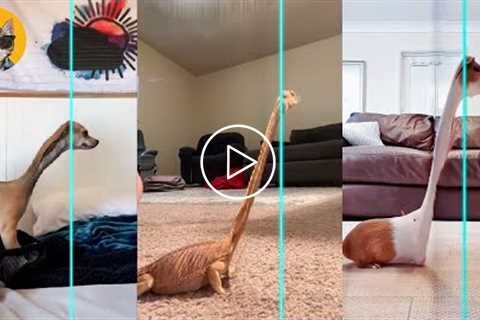 Time Warp Scan Jurassic - TikTok Compilation Dogs And Cats | Pets House