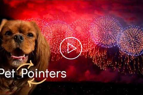 Fireworks Safety | Pet Pointers