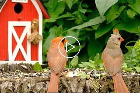 Red Barn - cardinals, squirrels, munks - August 17, 2021