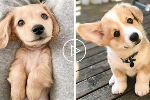 OMG CUTE BABY ANIMALS Videos Compilation CUTEST moment of the animals ? Cute Puppies #14