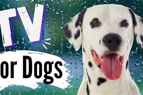 TV for Dogs | Dog Entertainment | DOGS in the RAIN ?  (CALMING Rain Sounds)