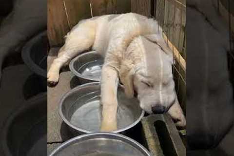 Labrador Dog Sleeps In Strange Place #shorts