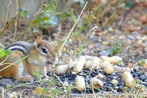 Chipmunks Up Close - August 19, 2021