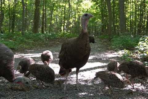 10 Hour - Baby Turkeys with Various Animal Friends - August 20, 2021