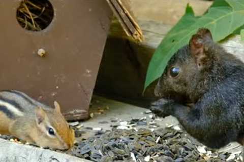 Squirrels and Chipmunks Sharing Seeds - 11 Hours - Aug 21, 2021