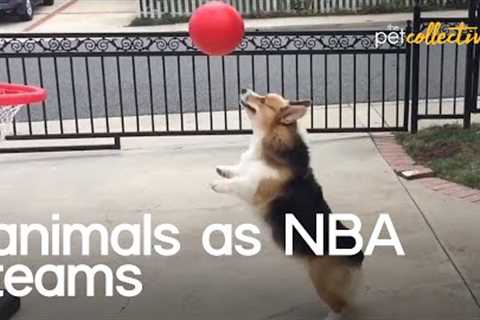 Animals As NBA Teams